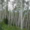 Aspens in Routt Natl Forestt