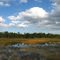 Cypress Creek Natural Area