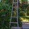 Apple Pickin' Time At Jacobson's Pine Tree Orchard