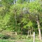 the timber in spring