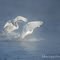 Swans Landing...