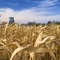 Corn Maze