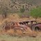 Old Cars