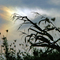 Sun Dog