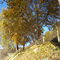 Autumn colours on the Allegenhy