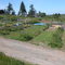 Mercer Island P-Patch