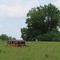 Old bus in a field near Garden City, MO