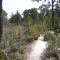 Pygmy Forest (Jeff Hart, calinature.com)