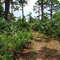 Trail Through The Scrub