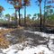 Prescribed Burn Area