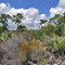 Florida Scrub