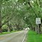 Hobe Sound Banyan Trees