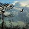 Arabi Bald Eagle