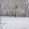Snow in MO