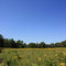 Battlefield Meadow, August 2009