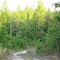 NC May envening on old farm road