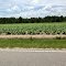 Tobacco Plants