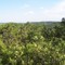 View from the top of the ridge