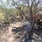 Rattlesnake Den