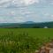 Potato field framed with lupines, Presque Isle, Maine