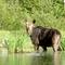 Moose in Arnold Brook Lake