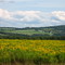 Farm Fields Aroostook County Maine