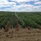 Maine Potato Field