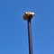 Osprey Nest Platform