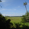 Egden Creek Marsh with Amelia Island lighthouse beyond, Fernandina, Florida (6-2006)