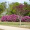 Azaleas,  Spring 2008