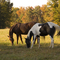 Horses off University Station Road