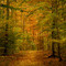 Autumn - Duke Forest trail