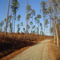 trail in Duke Forest