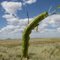El Malpais Natl. Monument - Hawk Moth Caterpillar