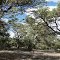 Heavily Wooded 20 Acre Lot in Wildhorse Ranch Subdivision, Lot 7 Ph V