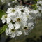 Blooming Pear