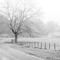 Foggy Morning