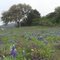 Hill country Blue Bonnets