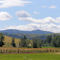 Blue Mountains from Upper Dry Creek Rd.
