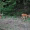 Young Bucks near Mill Creek Rd
