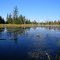 Secluded Swamp