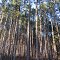 High conifer trees beside Rollway Road