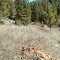 Lower building site in  meadow, year round creek 15 yards to the right