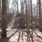 Clear Springs Trail, Homochitto Nat't Forest, Mississippi