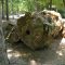 Petrified Tree