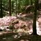 Bike trail
