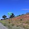 Continental Divide, Highway 60 (U.S. 60, Cibola National Forest) Pie Town, New Mexico