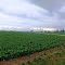 Soybeans and a Line of Rain