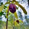 Darlingtonia californica