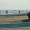 Galveston Public Beach